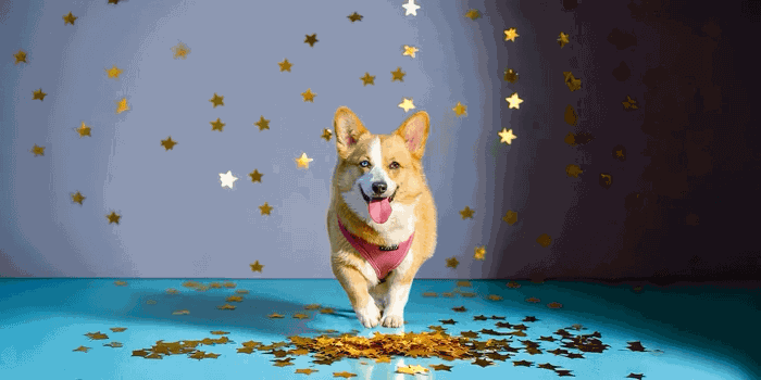 Try a sample: corgi Sample image: corgi